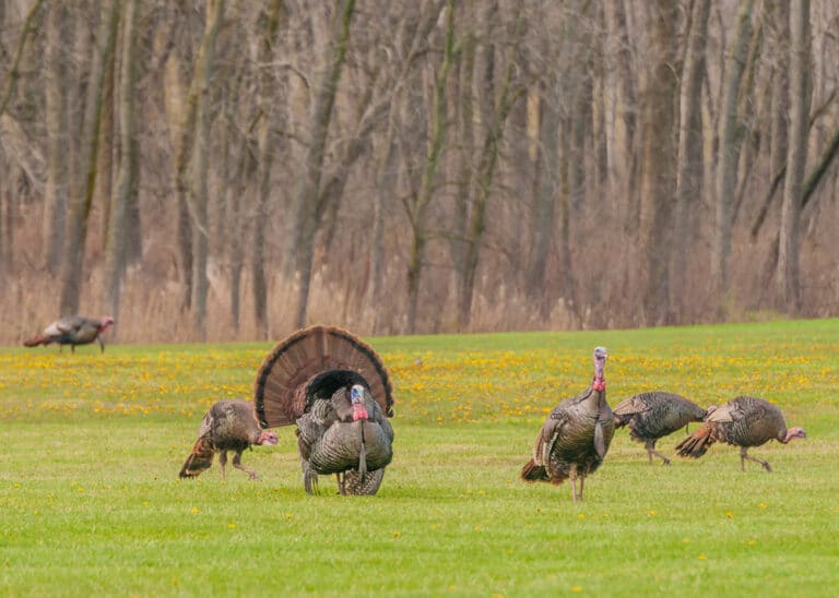 Turkey-hunting-tips-and-tricks-for-beginners-768x548